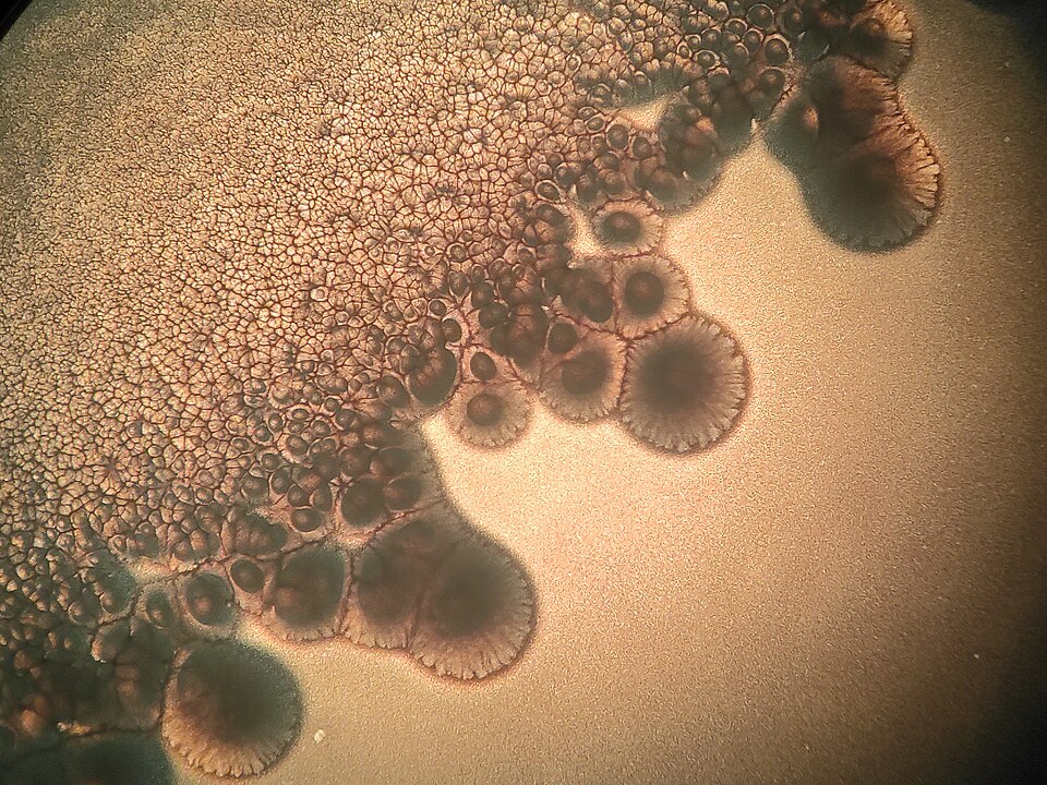 Photo of Bacteria