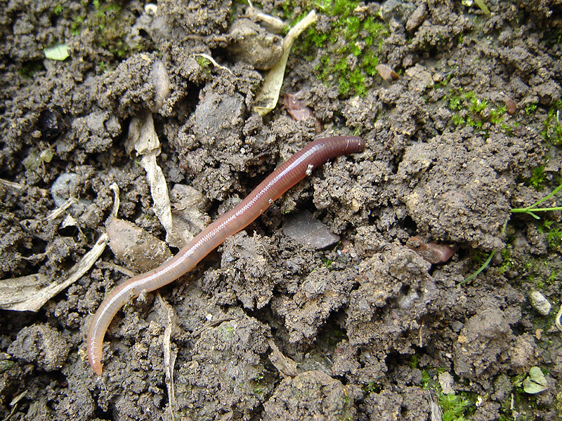 Photo of Earthworms