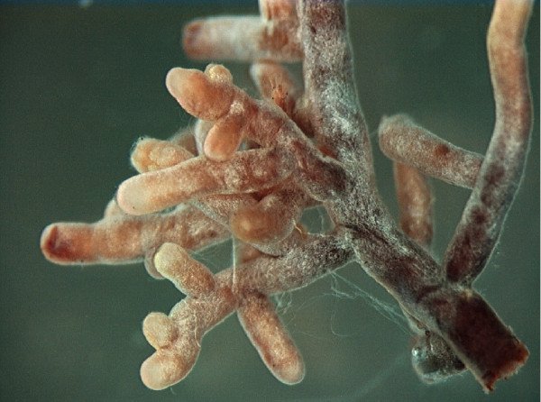 Photo of Mycorrhizal Fungi