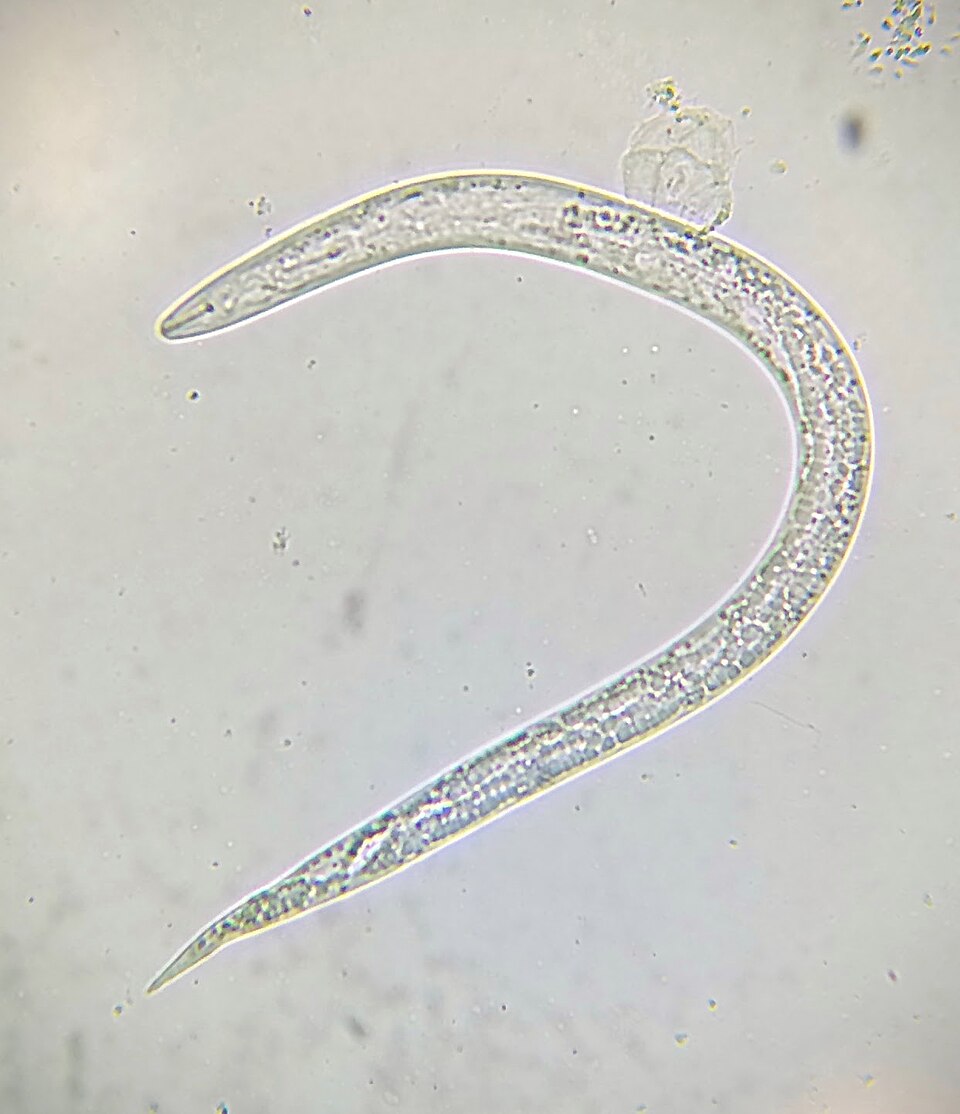 Photo of Nematodes