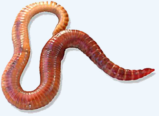 Photo of Red Wigglers