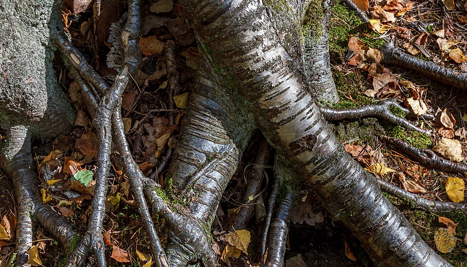 Photo of Living Roots
