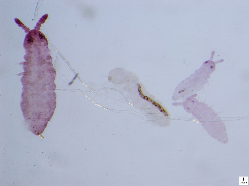 Photo of Springtails